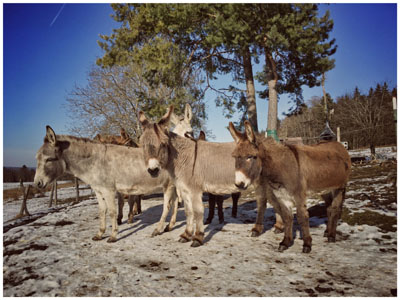Esel im Fr&uuml;hjahrsschnee