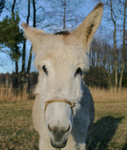 In Gedenken: Friedel, Andalusischer Gro&szlig;esel