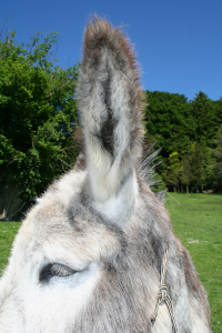 In Gedenken: Eddi, Gro&szlig;esel