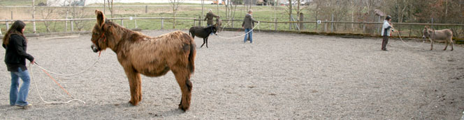 Basiskurs natürliches Horsemanship mit Eseln